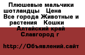 Плюшевые мальчики шотландцы › Цена ­ 500 - Все города Животные и растения » Кошки   . Алтайский край,Славгород г.